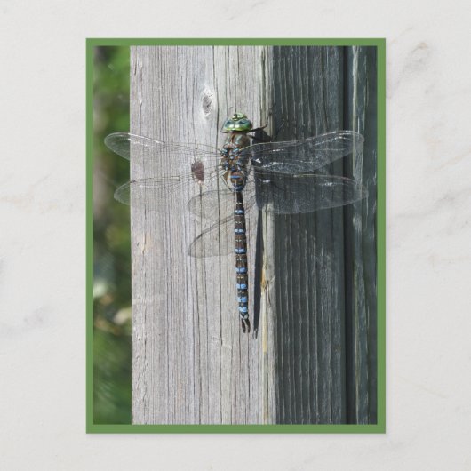 Dragonfly Briefkaart (Voorkant)
