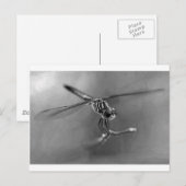 Dragonfly Briefkaart (Voorkant / Achterkant)