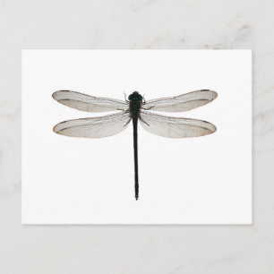 Dragonfly Briefkaart