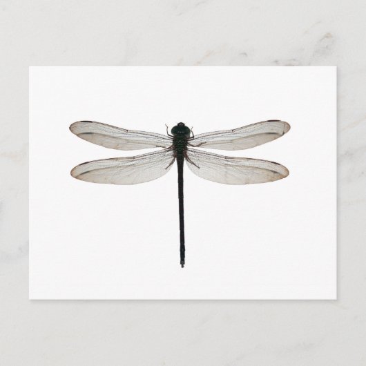 Dragonfly Briefkaart (Voorkant)