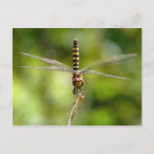 Dragonfly Briefkaart (Voorkant)