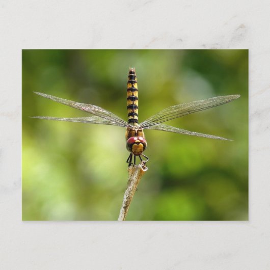 Dragonfly Briefkaart (Voorkant)