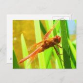 Dragonfly Briefkaart (Voorkant / Achterkant)