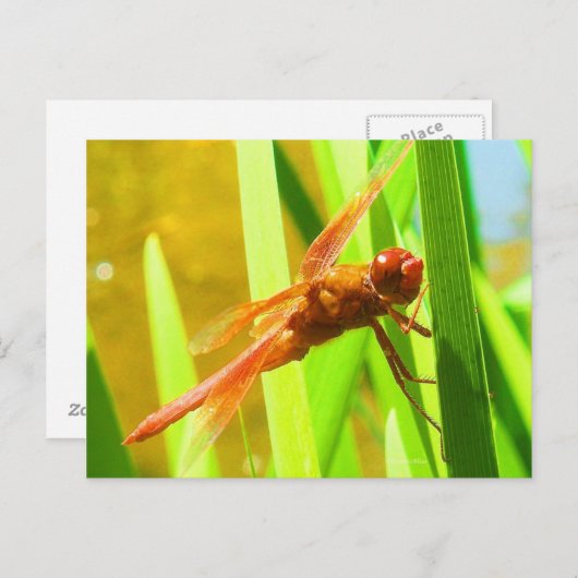 Dragonfly Briefkaart (Voorkant / Achterkant)