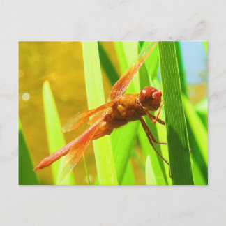 Dragonfly Briefkaart