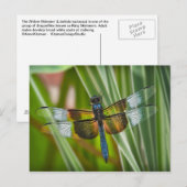 Dragonfly Briefkaart (Voorkant / Achterkant)