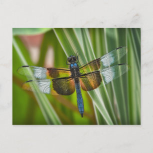 Dragonfly Briefkaart
