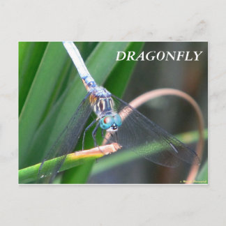 Dragonfly Briefkaart
