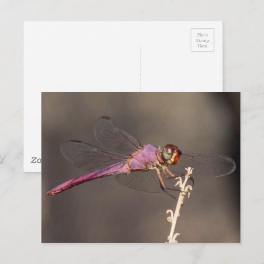 Dragonfly Briefkaart (Voorkant / Achterkant)
