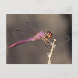 Dragonfly Briefkaart