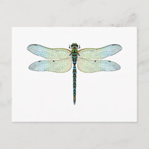 DragonFly Briefkaart
