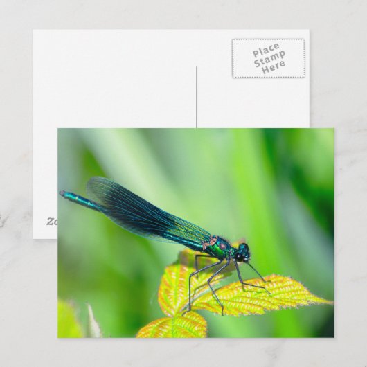 Dragonfly Briefkaart (Voorkant / Achterkant)
