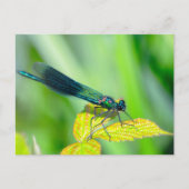 Dragonfly Briefkaart (Voorkant)