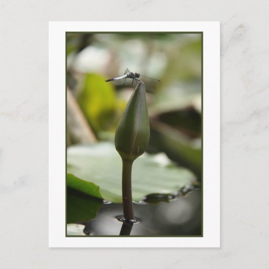 Dragonfly-Briefkaart Briefkaart (Voorkant)
