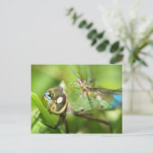 Dragonfly-Briefkaart Briefkaart (Staand voorkant)