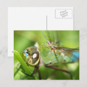 Dragonfly-Briefkaart Briefkaart (Voorkant / Achterkant)