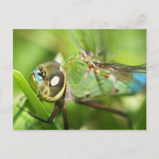 Dragonfly-Briefkaart Briefkaart
