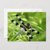 Dragonfly-Briefkaart Briefkaart (Voorkant / Achterkant)