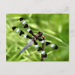 Dragonfly-Briefkaart Briefkaart