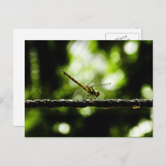 Dragonfly - briefkaarten (Voorkant / Achterkant)