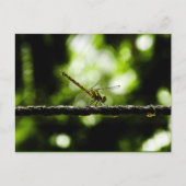 Dragonfly - briefkaarten (Voorkant)