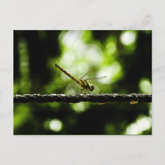 Dragonfly - briefkaarten (Voorkant)