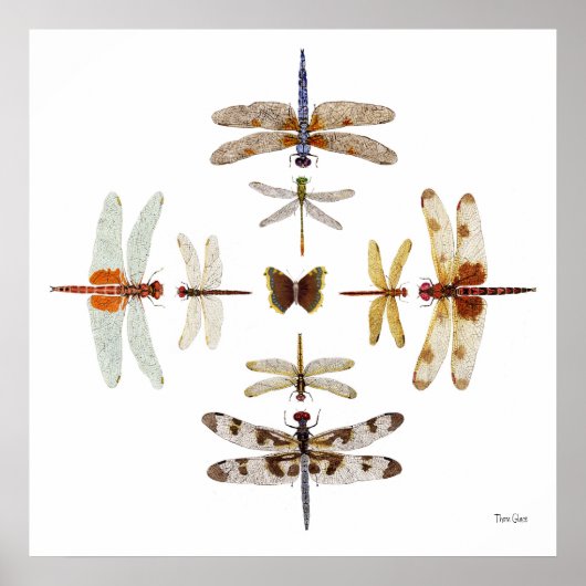 Dragonfly Bullseye grafische kaart Poster (Voorkant)