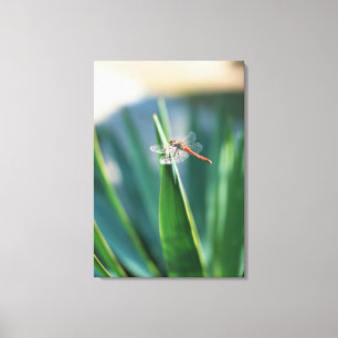 Dragonfly Canvas Afdruk