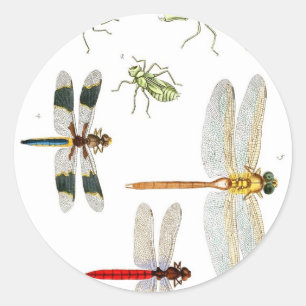 dragonfly-clip-art-4 ronde sticker