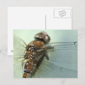 Dragonfly close-up briefkaart (Voorkant / Achterkant)