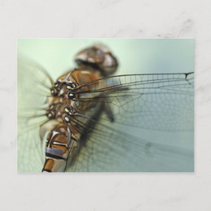 Dragonfly close-up briefkaart
