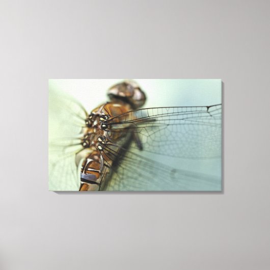 Dragonfly close-up canvas afdruk (Voorkant)