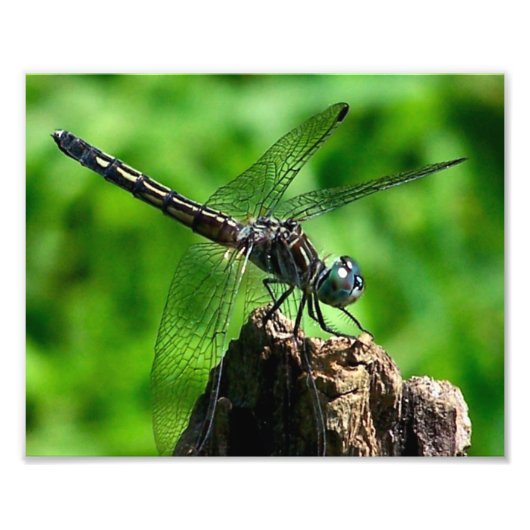 Dragonfly Close-Up Natuur 8x10 Foto Afdruk (Voorkant)