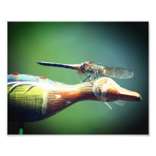 Dragonfly Co Pilot Insect 8x10 Foto Afdruk