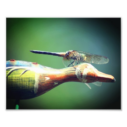 Dragonfly Co Pilot Insect 8x10 Foto Afdruk (Voorkant)