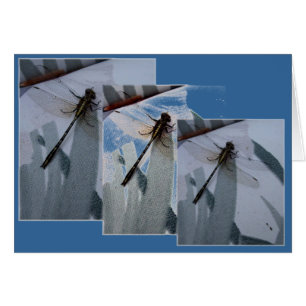 Dragonfly Collage
