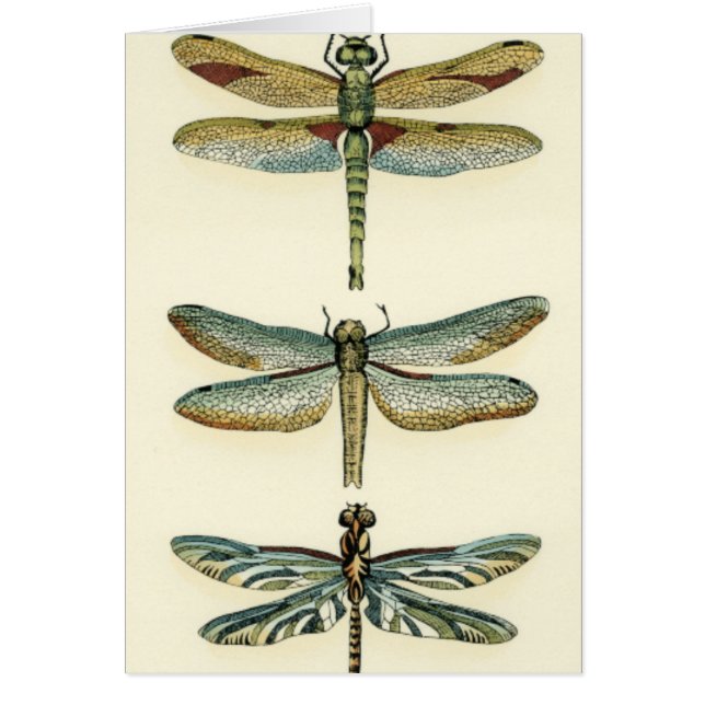Dragonfly-Collectie door Chariklia Zarris (Voorkant)