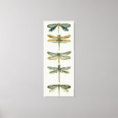 Dragonfly-Collectie door Chariklia Zarris Canvas Afdruk (Voorkant)