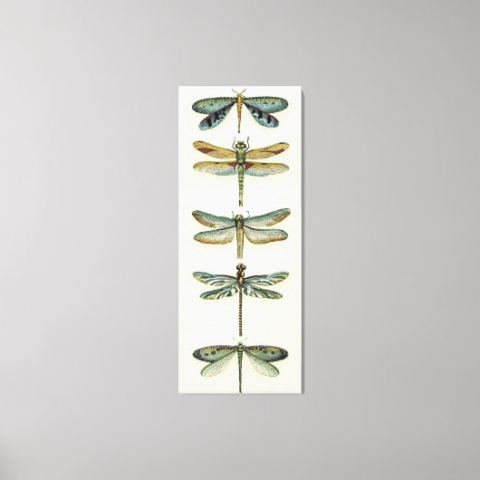 Dragonfly-Collectie door Chariklia Zarris Canvas Afdruk (Voorkant)