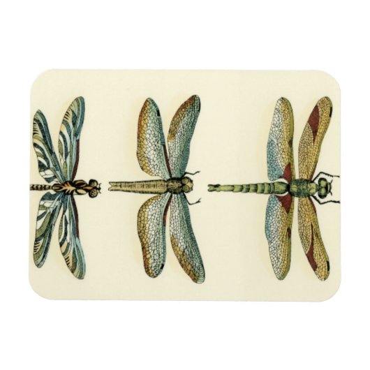 Dragonfly-Collectie door Chariklia Zarris Magneet (Horizontaal)