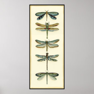 Dragonfly-Collectie door Chariklia Zarris Poster