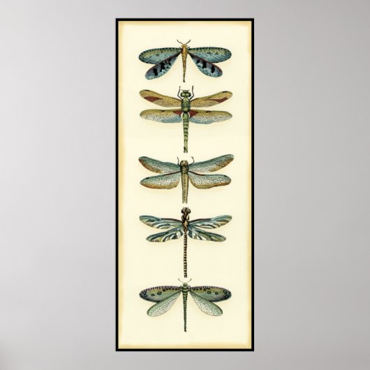 Dragonfly-Collectie door Chariklia Zarris Poster (Voorkant)