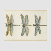 Dragonfly-Collectie door Chariklia Zarris