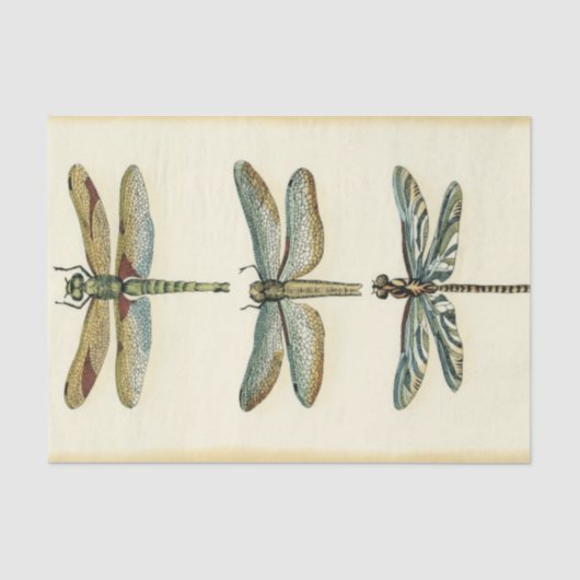 Dragonfly-Collectie door Chariklia Zarris Tissuepapier (Voorkant)