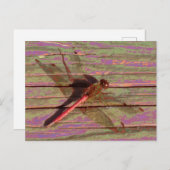 Dragonfly Colorful Briefkaart (Voorkant / Achterkant)