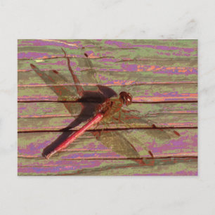 Dragonfly Colorful Briefkaart
