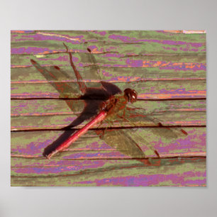 Dragonfly Colorful Poster