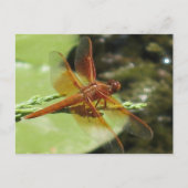 Dragonfly Dreams Briefkaart (Voorkant)