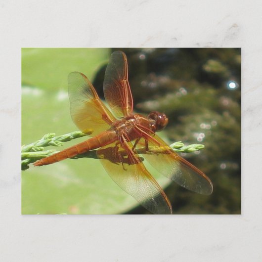 Dragonfly Dreams Briefkaart (Voorkant)