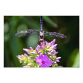 Dragonfly en Davids Lavender Phlox Foto Afdruk (Voorkant)
